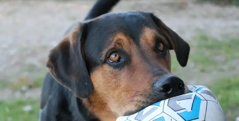 Madplan på 30 minutter: Ugens familievenlige retter og indkøbsliste